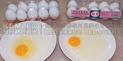 左為利用LED燈控制雞舍照明所產(chǎn)的雞蛋，蛋清黏稠、蛋黃像球般挺立